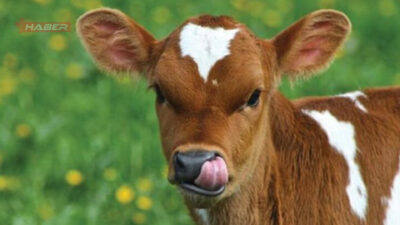 Tarım ve Orman Bakanlığı tarafından açıklanan destek programına göre 2025