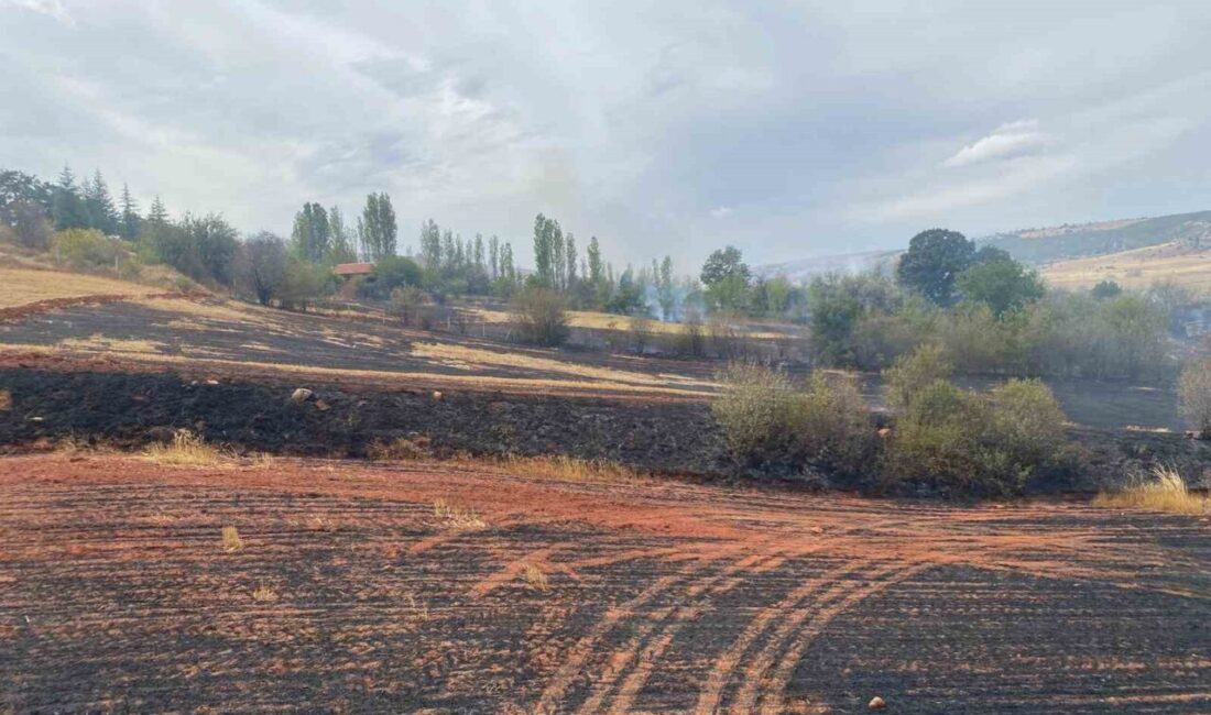 Çorum'un Alaca ilçesindeki yangında 250 dönüm tarla ve 15 dönüm