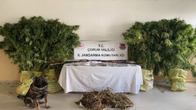 Çorum İl Jandarma Komutanlığı, Alaca ve İskilip ilçelerinde yapılan uyuşturucu