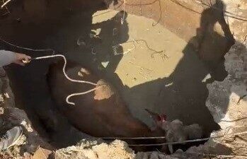 Yozgat'ta çukura düşen ineğe İl Özel İdare ekipleri müdahale etti.