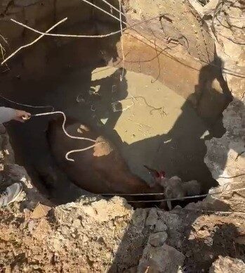 Yozgat'ta çukura düşen ineğe İl Özel İdare ekipleri müdahale etti.