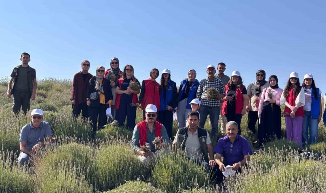 Yozgat'taki gençler, Lavanta Adası'nda düzenlenen 'Gönüllü Hasat Etkinliği' projesinde bir
