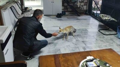 Yozgat'ta Halil Özbek'in beslediği tilki, ailesi gibi davranıyor ve her