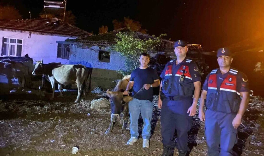 Yozgat'ta çiftçinin kaybolan 5 büyükbaş hayvanı Jandarma tarafından bulunarak sahibine