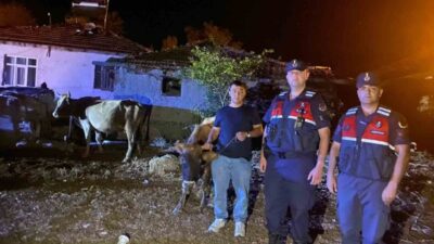 Yozgat'ta çiftçinin kaybolan 5 büyükbaş hayvanı Jandarma tarafından bulunarak sahibine
