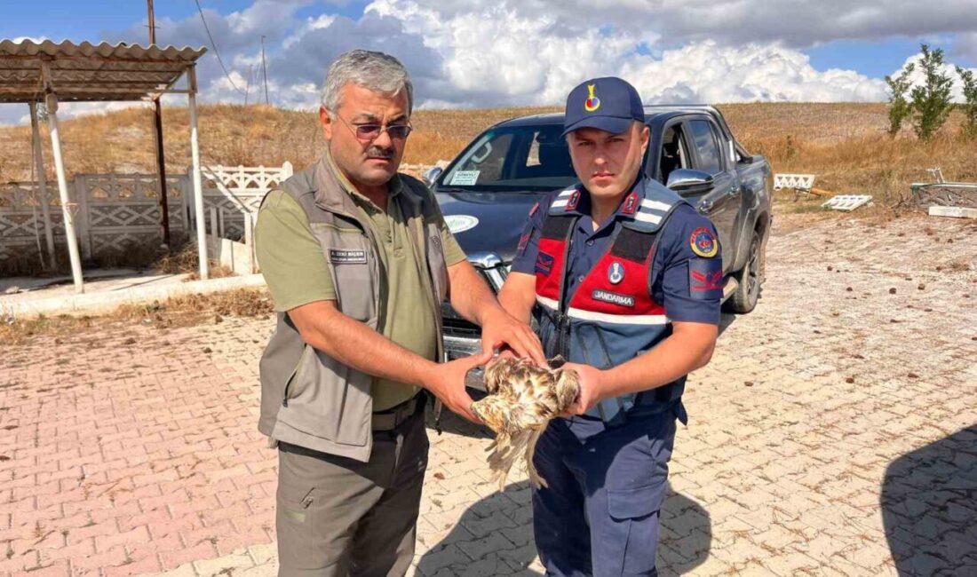 Çorum'un Alaca ilçesinde jandarma ekipleri yol kenarında bitkin halde buldukları