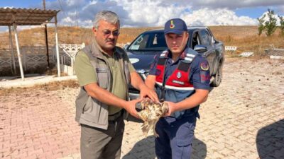Çorum'un Alaca ilçesinde jandarma ekipleri yol kenarında bitkin halde buldukları