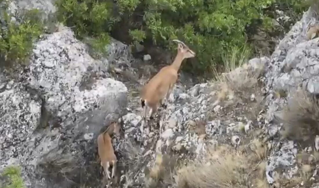 Yaban keçileri Yozgat'taki Kazankaya Kanyonu'nda görüntülendi! Bırakıldıkları doğal ortama uyum