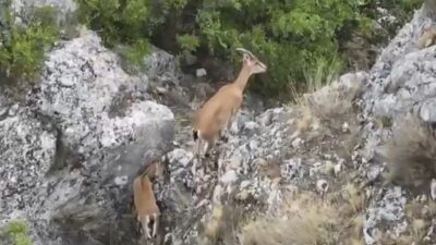 Yaban keçileri Yozgat'taki Kazankaya Kanyonu'nda görüntülendi! Bırakıldıkları doğal ortama uyum