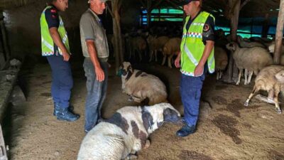 Kaman ilçesine bağlı Meryemkaşı köyünde çalınan küçükbaş hayvanlar, jandarma ekipleri