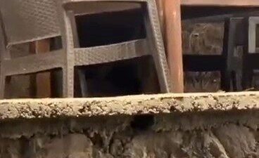 Kızılcahamam'da bir lokantaya giren ayı, servis bekleyerek masaya oturdu. Soğuksu