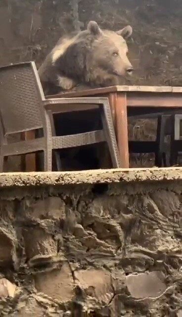 Kızılcahamam'da bir lokantaya giren ayı, servis bekleyerek masaya oturdu. Soğuksu