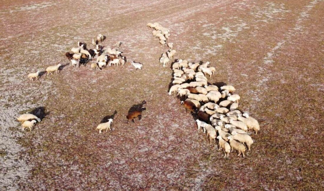 Gelingüllü Barajı'nda su seviyesinin düşmesi sonucu kuruyan alanlarda köylülerin küçükbaş