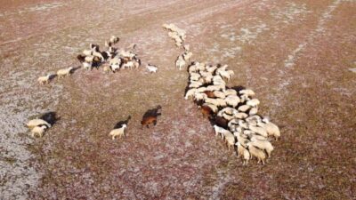 Gelingüllü Barajı'nda su seviyesinin düşmesi sonucu kuruyan alanlarda köylülerin küçükbaş