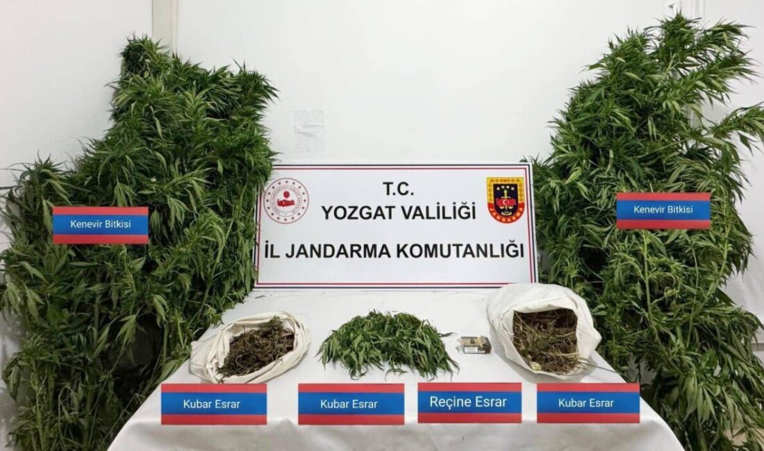 Yozgat'ın Sarıkaya ilçesindeki operasyonda Azapbaşılı Köyü'nde kenevir bitkisi ekimi yapıldığı