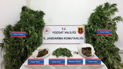 Yozgat'ın Sarıkaya ilçesindeki operasyonda Azapbaşılı Köyü'nde kenevir bitkisi ekimi yapıldığı