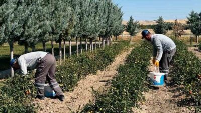 Ankara'daki Sincan Belediyesi, Eko Çiftlik Sıfır Atık Eğitim Merkezi'nde organik