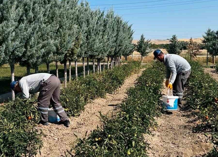 Ankara'daki Sincan Belediyesi, Eko Çiftlik Sıfır Atık Eğitim Merkezi'nde organik