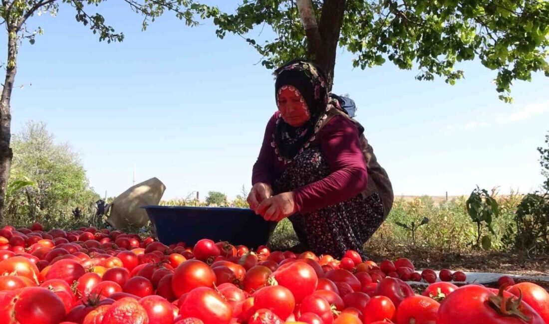Yozgat'ın Alcı Köyü'nde geleneksel salça yapımı başladı. Raziye Gök, annesinden