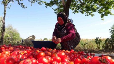 Yozgat'ın Alcı Köyü'nde geleneksel salça yapımı başladı. Raziye Gök, annesinden