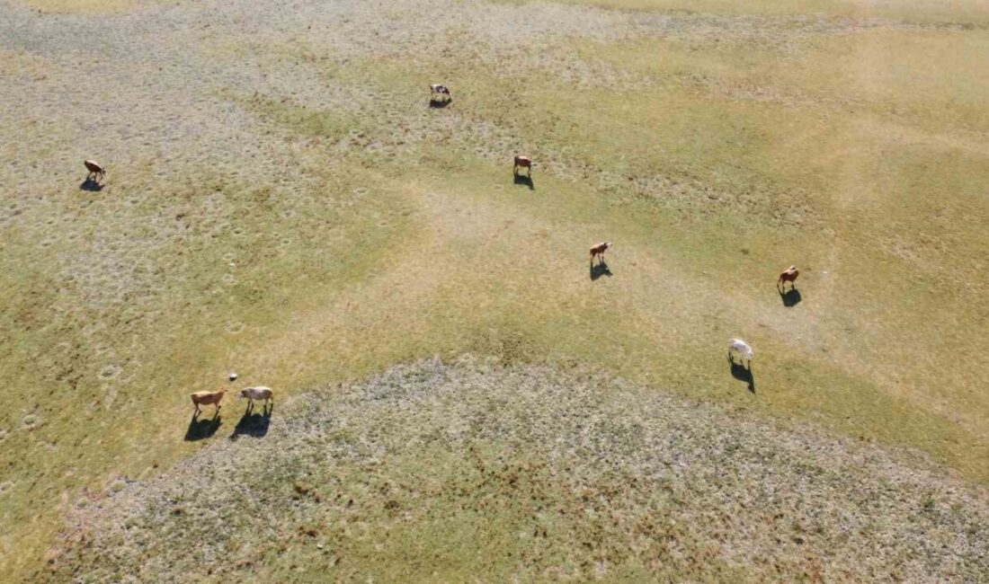 Gelingüllü Barajı'ndaki su seviyesindeki dramatik değişim, köyde kaçınılmaz kuraklık tehlikesini