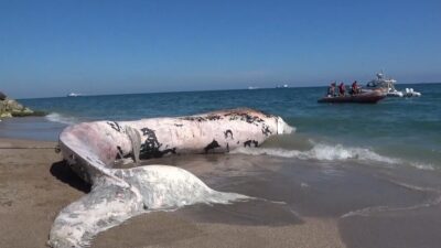 Mersin Körfezi’nde ölen Fin balinasının 16 metrelik iskeleti kazı yöntemiyle