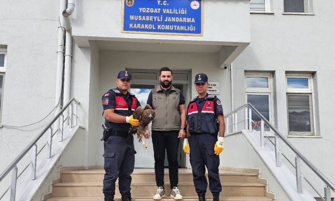 Yaralı bir kartal, Yozgat'ta bulundu ve Jandarma ekipleri tarafından Doğa