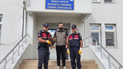 Yaralı bir kartal, Yozgat'ta bulundu ve Jandarma ekipleri tarafından Doğa