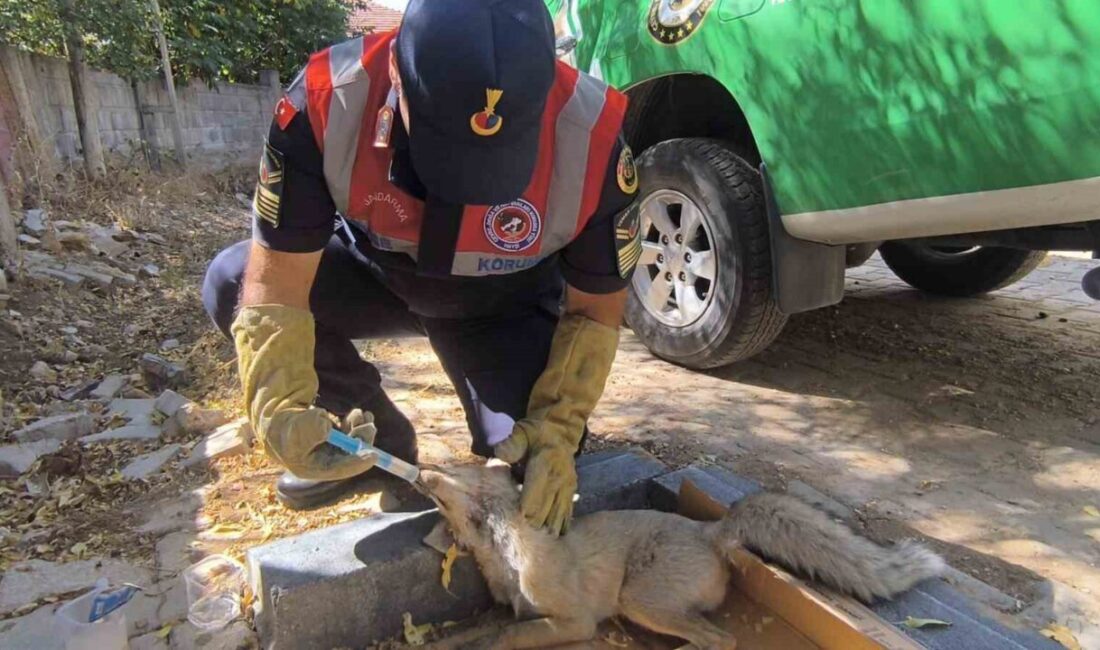 Yozgat'ta otomobile çarpan tilki tedavi edilmek üzere koruma altına alındı.