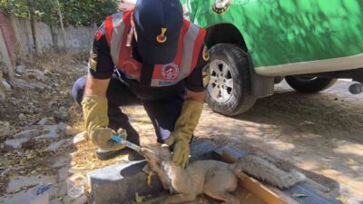 Yozgat'ta otomobile çarpan tilki tedavi edilmek üzere koruma altına alındı.