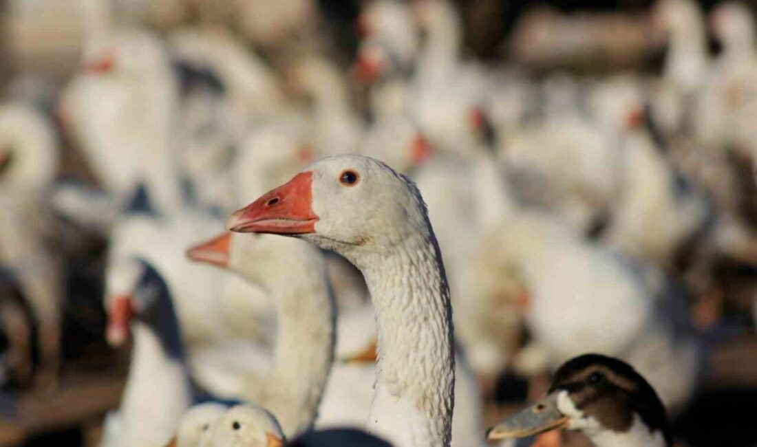 Boğazlıyanlı girişimci Koray Altıntaş, kaz yetiştiriciliğinde büyük başarı elde etti.