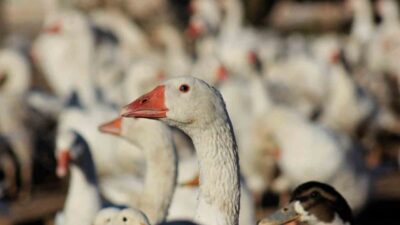 Boğazlıyanlı girişimci Koray Altıntaş, kaz yetiştiriciliğinde büyük başarı elde etti.