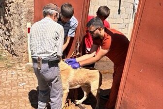 Yerköy Kaymakamlığı, il genelinde sahipli hayvanların kuduz aşısı ve mikroçip