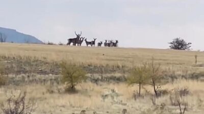 Ankara’nın Güdül ilçesinde sürü halindeki yaban geyikleri, cep telefonu kamerası