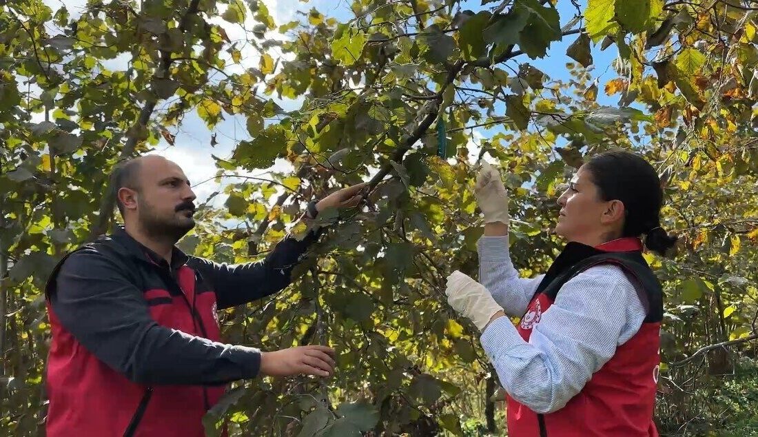 Tarım ve Orman Bakanı İbrahim Yumaklı, 83 bin feromon tuzakla