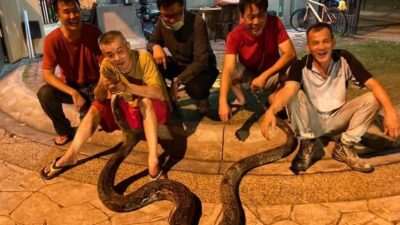 Tayland'ın başkenti Bangkok'ta yağmur sezonu ile birlikte yılan sayısında artış