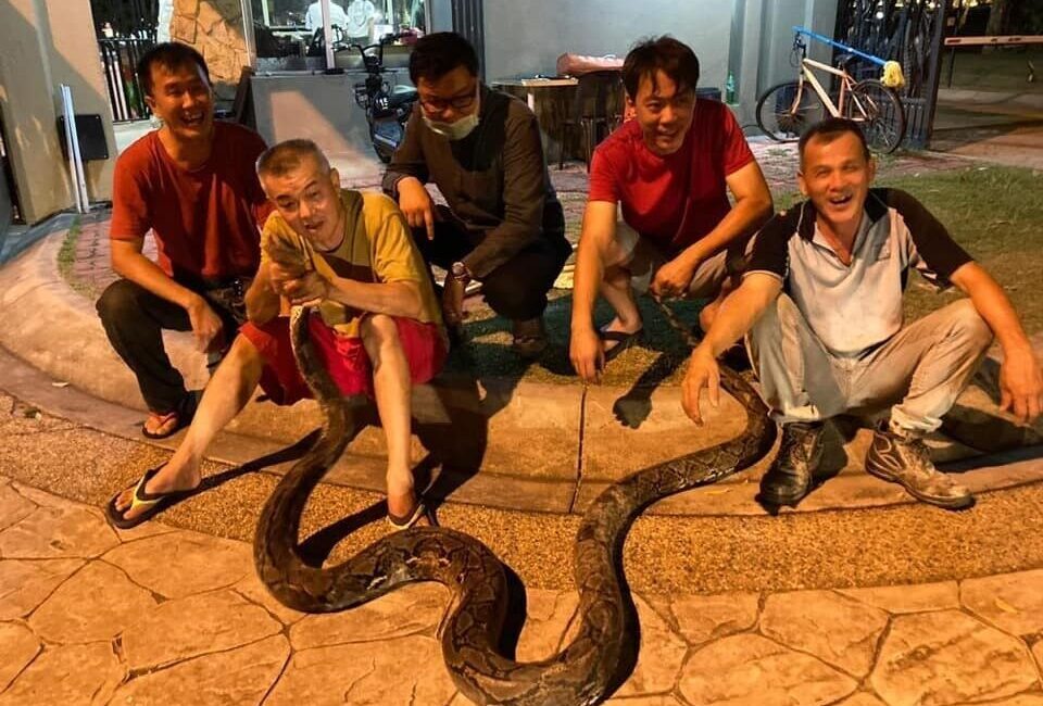 Tayland'ın başkenti Bangkok'ta yağmur sezonu ile birlikte yılan sayısında artış
