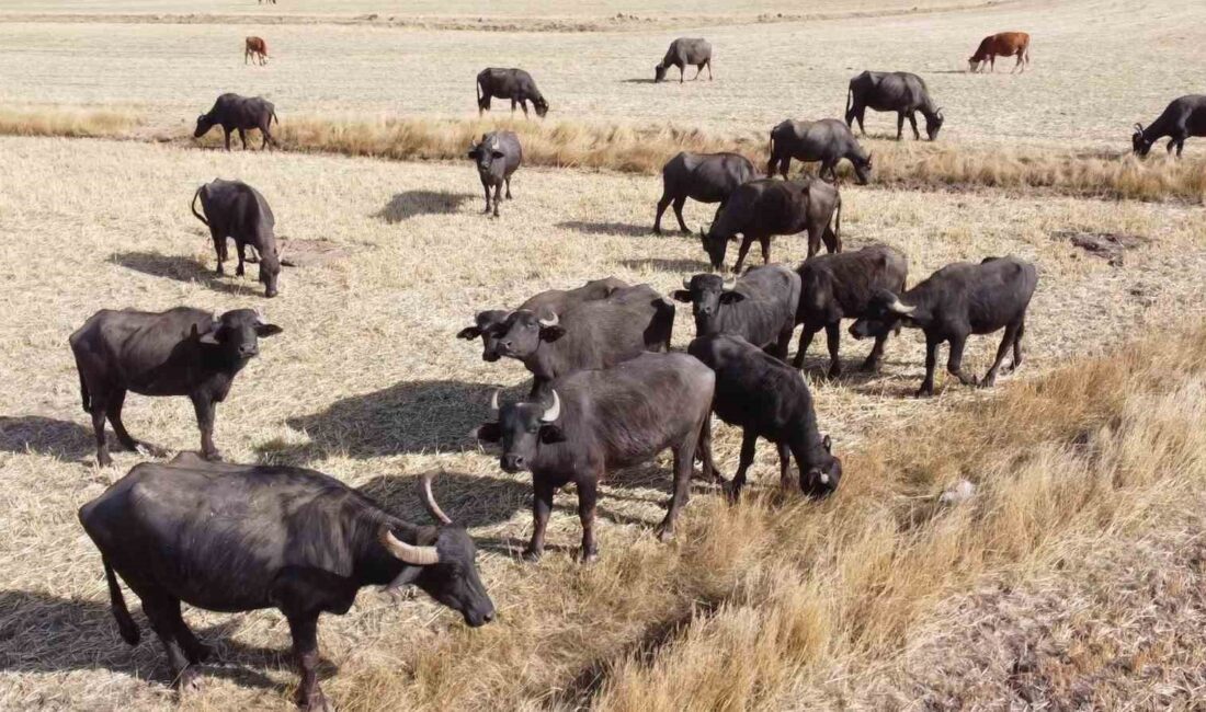Suyu ve serinliği seven, yüksek besin değeriyle bilinen mandalar, Yozgat