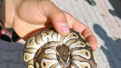 Doğa Koruma ve Milli Parklar Genel Müdürlüğü (DKMP), Konya’da bir