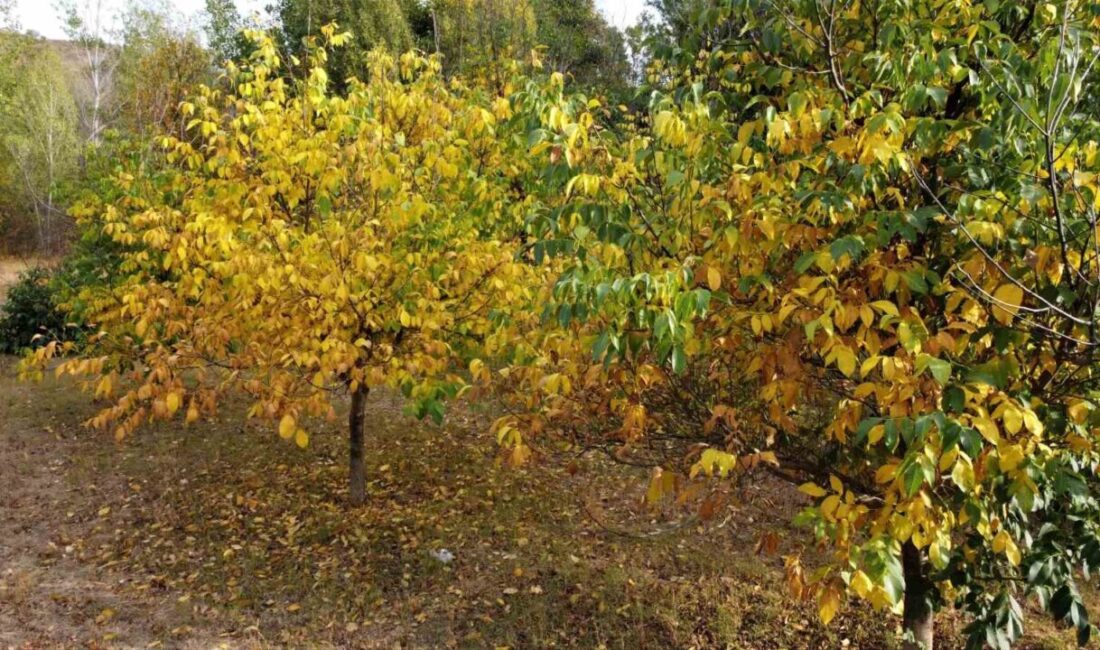 Yozgat'ın Çandır ilçesinde sonbaharın renkleri doğayı şenlendirirken, meşe, kavak ve