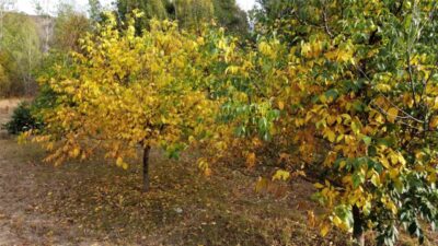 Yozgat'ın Çandır ilçesinde sonbaharın renkleri doğayı şenlendirirken, meşe, kavak ve