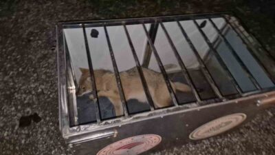 Bartın’da otomobiliyle seyir halindeki sürücü, aniden yola atlayan tilkiye çarptı.