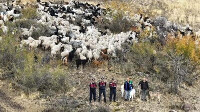 Beypazarı'nda 544 küçükbaş hayvanın kaybolmasıyla başlayan arama çalışması, dron destekli