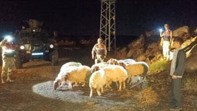 Kilis’in Elbeyli ilçesine bağlı Yenideğirmen köyünde kaybolan 11 koyun, İl