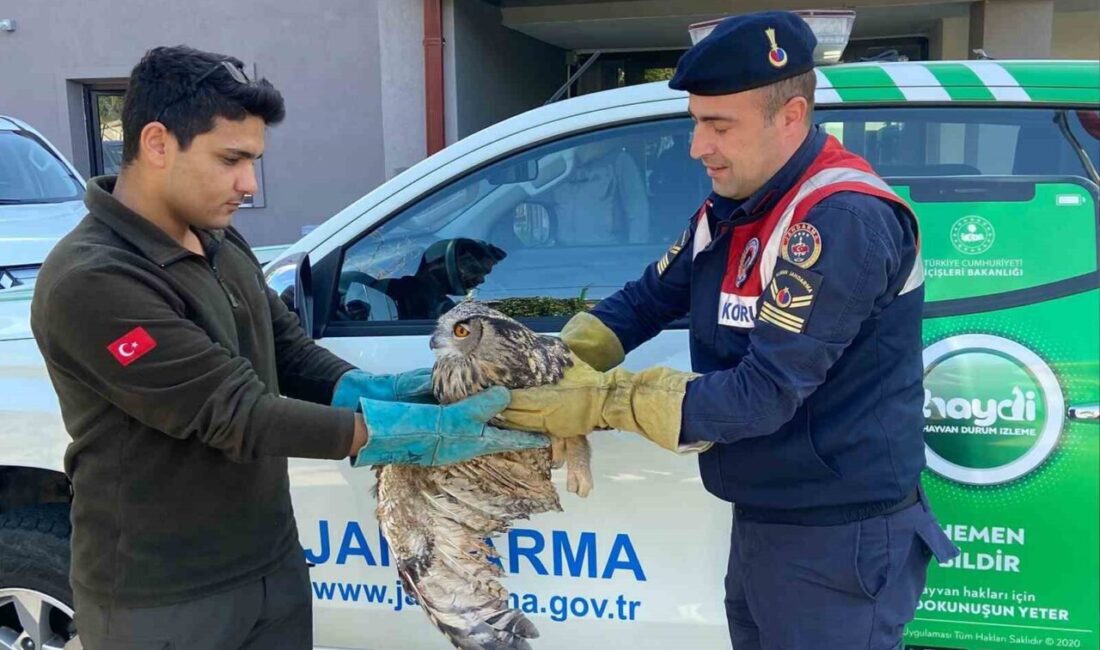 Kırıkkale’nin Keskin ilçesinde yaralı halde bulunan puhu kuşu, jandarma ekiplerince