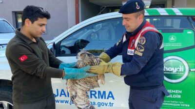 Kırıkkale’nin Keskin ilçesinde yaralı halde bulunan puhu kuşu, jandarma ekiplerince
