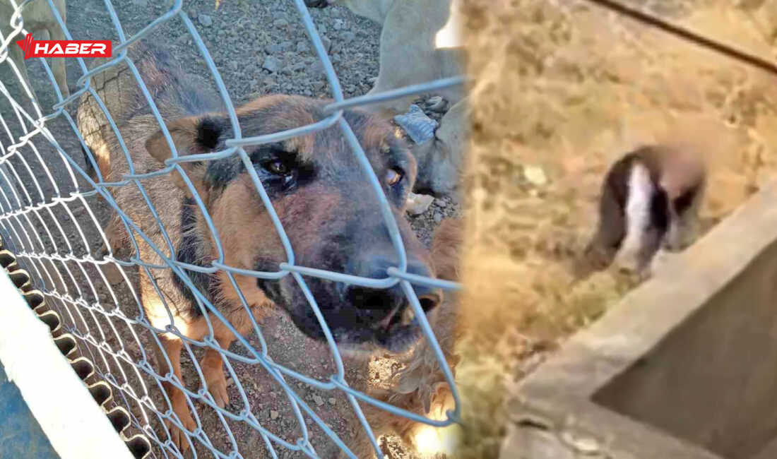 Yerköy ilçesinde bir köpeğe kürekle vurduğu iddia edilen şahıs, vatandaşların