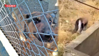 Yerköy ilçesinde bir köpeğe kürekle vurduğu iddia edilen şahıs, vatandaşların