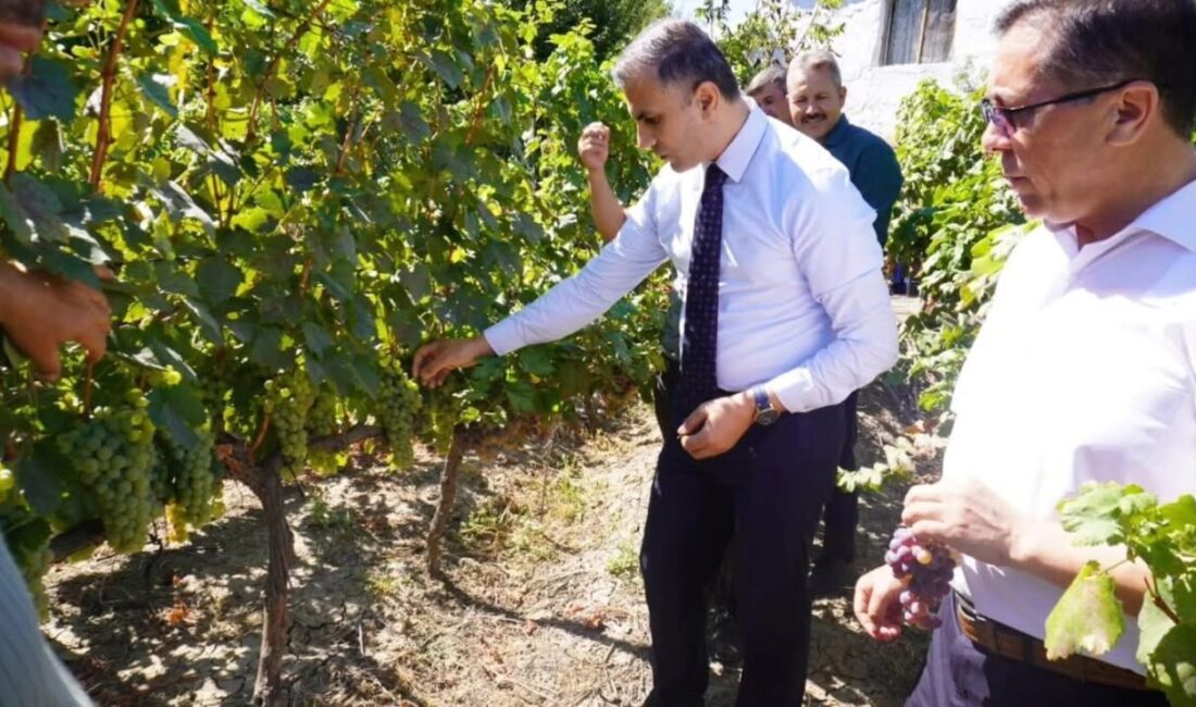 Çorum'un Osmancık ilçesinde yetiştirilen ve "Osmancık karası" olarak bilinen üzüm