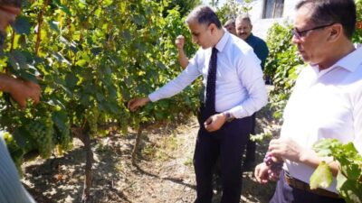 Çorum'un Osmancık ilçesinde yetiştirilen ve "Osmancık karası" olarak bilinen üzüm